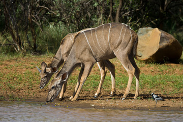 Obraz na płótnie Canvas Kudu cow drinking water in the wild