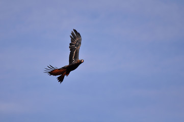 A wedge tailed eagle soaring above