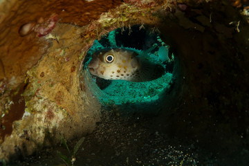 pesce istrice