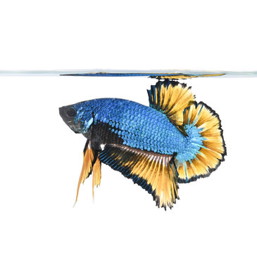 Fighting fish isolated from white background