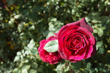 Red Flower of Rose 'Grafin Diana' in Full Bloom
