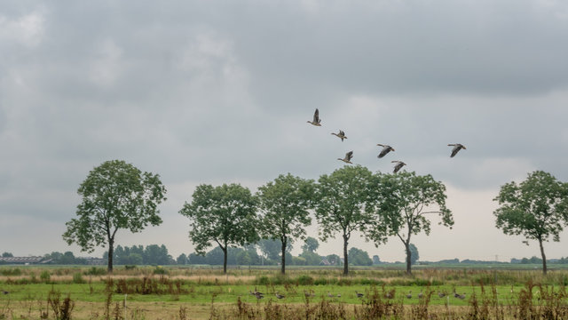 flying geese taking off.