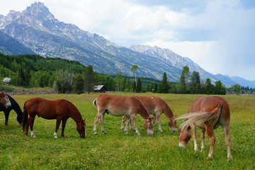 Fototapeta na wymiar Horses on a ranch in summer in Grand Teton National Park in Wyoming, United States