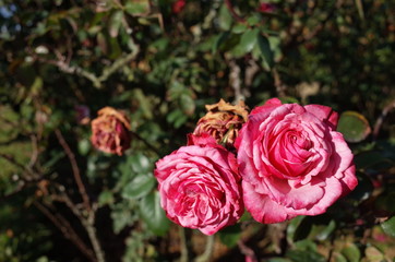 Pink and White Flower of Rose 'Grafin Sonja' in Full Bloom
