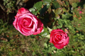 Pink and White Flower of Rose 'Grafin Sonja' in Full Bloom
