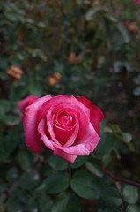 Pink and White Flower of Rose 'Grafin Sonja' in Full Bloom
