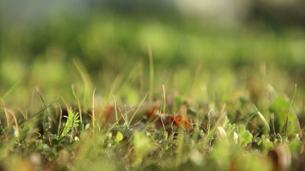 Closeup of Grass in Sunset
