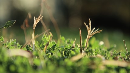 Closeup of Grass in Sunset