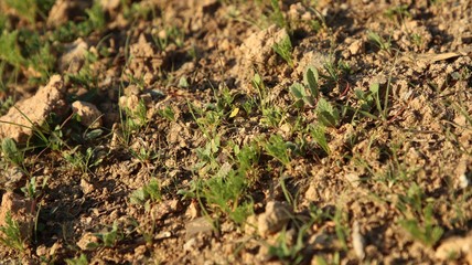 Green Grass Growing from Dirty Soil