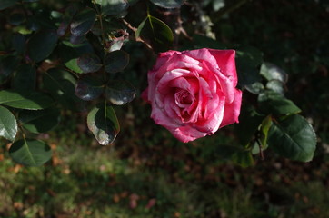 Pink and White Flower of Rose 'Grafin Sonja' in Full Bloom
