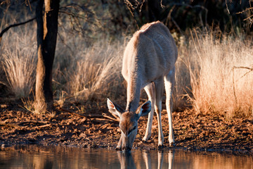 Obraz na płótnie Canvas Kudu cow drinking water in the wild
