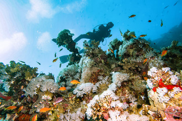 coral reef and fish