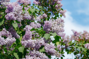 Beautiful lilac tree in garden on blue sky background