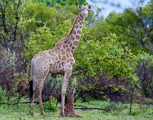 Giraffe in africa in the wild