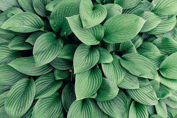 Obraz premium leaves texture