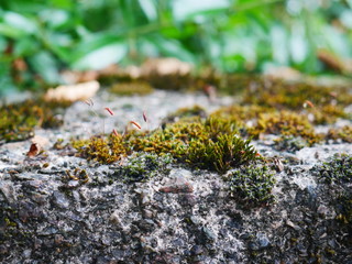 Moss on a wall