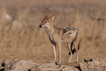 black backed jackal kalahari desert