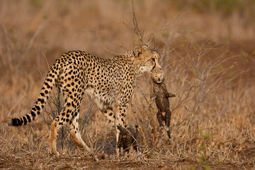Cheetah mother with baby in mouth