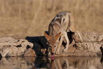 red bablack-backed jackal, outdoors, ears, etosha, beautiful, black backed jackal, safari, environment, fauna, wild, african, standing, outdoor, portrait, black, predator,  jackal drinking water