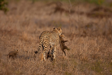 Cheetah mother with baby in mouth