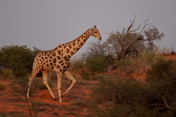 giraffe in the savannah