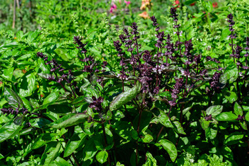 Many fresh green basil leaves and flowers in a sunny summer organic garden, healthy vegan herbs photographed with soft focus.