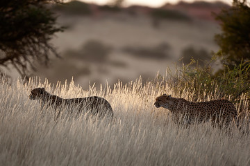 Cheetah's in the long grass