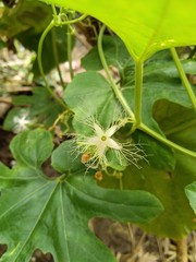 caterpillar on a leaf