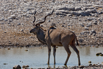 Kudu bull drinking water in the wild © Coerie