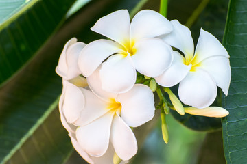 Purity of white frangipani blossom of tropical tree flower, plumeria flower blooming on tree, spa flower