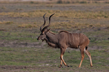 Kudu bull in the wild (Tragelaphus strepsiceros)