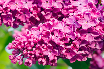Fototapeta na wymiar Beautiful lilac purple flowers blooming in the garden