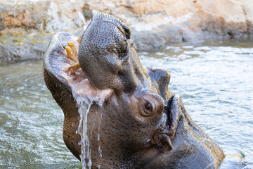 水分をたくさん補給するカバ