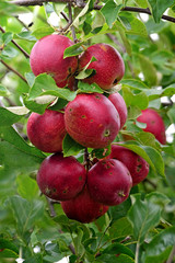 Bad Appels close up of not perfect apples on a branch of an apple tree