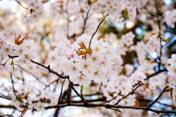pink cherry blossom