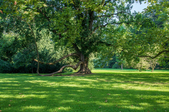 Old tree - Soliter in the garden. The sun shines and forms shadows in the meadow.
