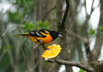 close-up of a male oriole bird eating an orange perched on a tree branch