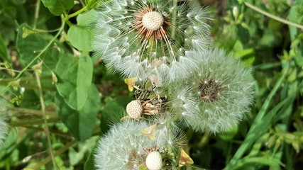 dente di leone- il soffione