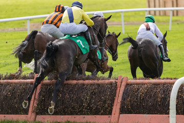 Race horses jumping a hurdle on the race track