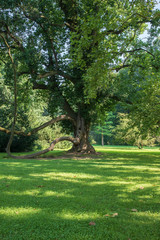Old tree - Soliter in the garden. The sun shines and forms shadows in the meadow. Photo taken high.