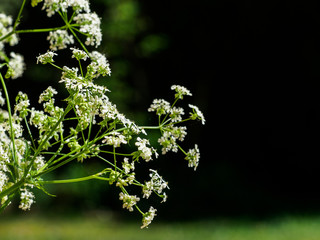 fleurs à Verneuil sur Seine dans les Yvelines en France