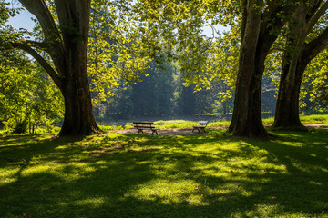 Wooden benches in the meadow among the trees by the pond.