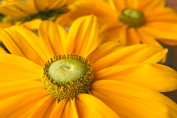 Blüte einer Sonnenhut-Blume in gelb als Makro aus Gattung der Korbblütlers