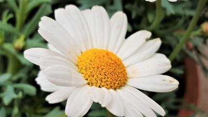 Obraz premium Fiore di maegherita
