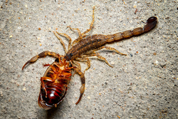 Closeup scorpion eating cockroach on floor.