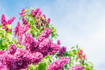 Obraz premium Beautiful lilac purple flowers blooming in the garden