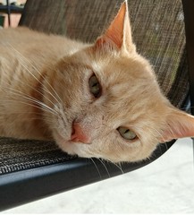 Oliver the Orange Tabby Cat in the Summer Resting