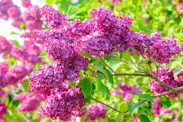 Beautiful lilac purple flowers blooming in the garden