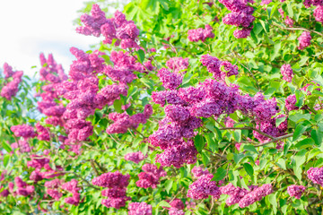 Obraz premium Beautiful lilac purple flowers blooming in the garden