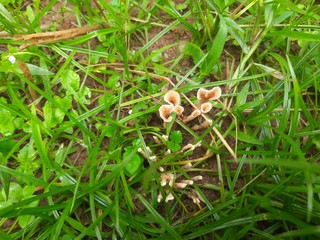A fungus ( fungi or funguses) is any member of the group of eukaryotic organisms that includes microorganisms such as yeasts and molds, as well as the more familiar mushrooms.Wild fungus.  Phaphud.